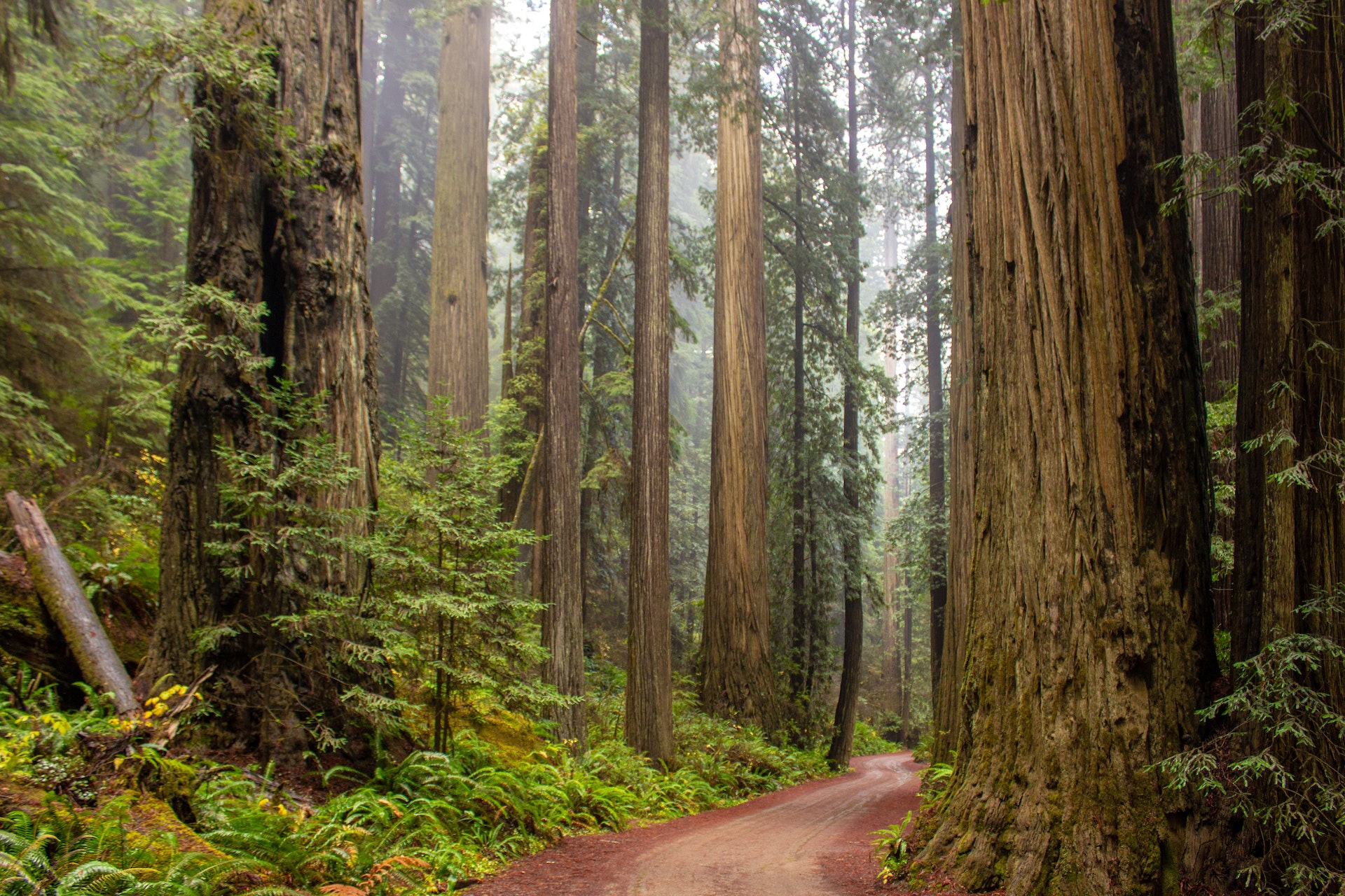 Unveiling the Secrets of the Redwood Genus: Sequoia Sempervirens Revealed